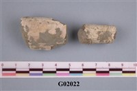 藏品(節肢動物腳化石)的圖片